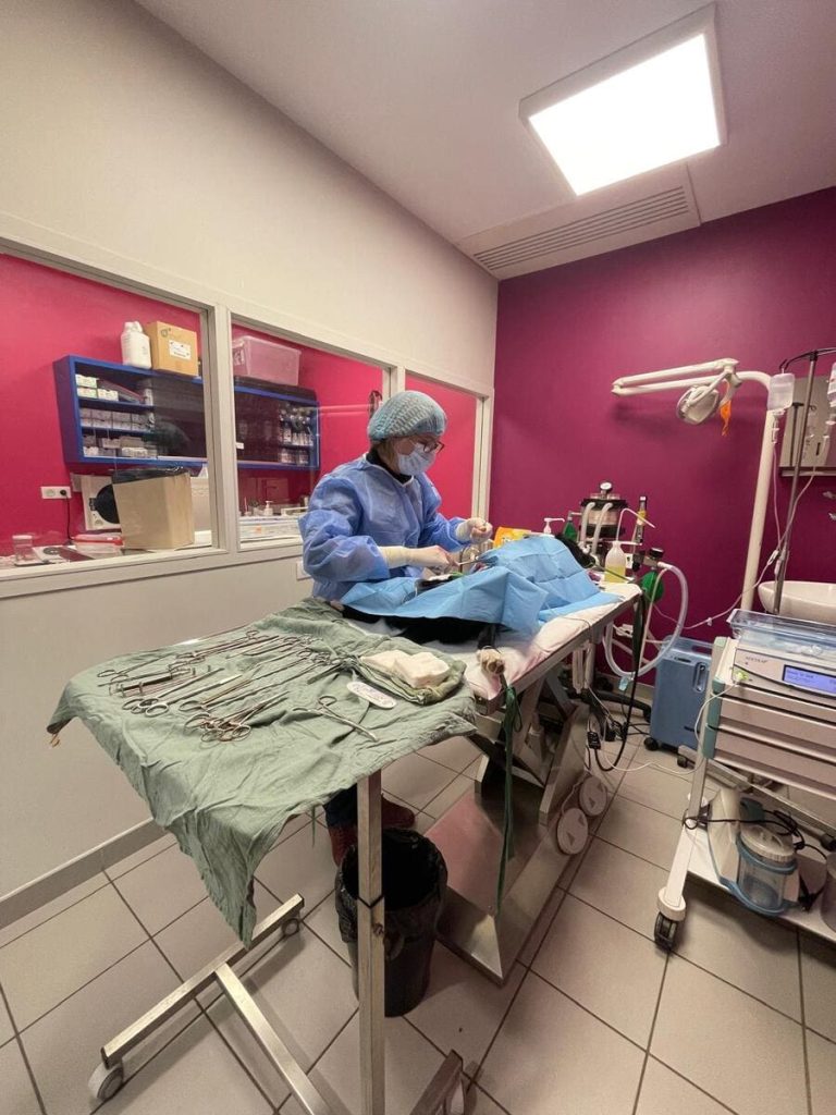 Chirurgie animalière