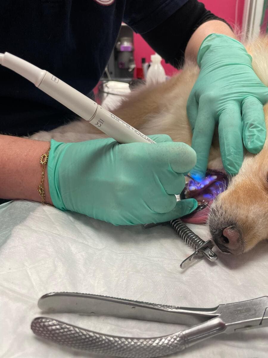 Dentisterie animalière