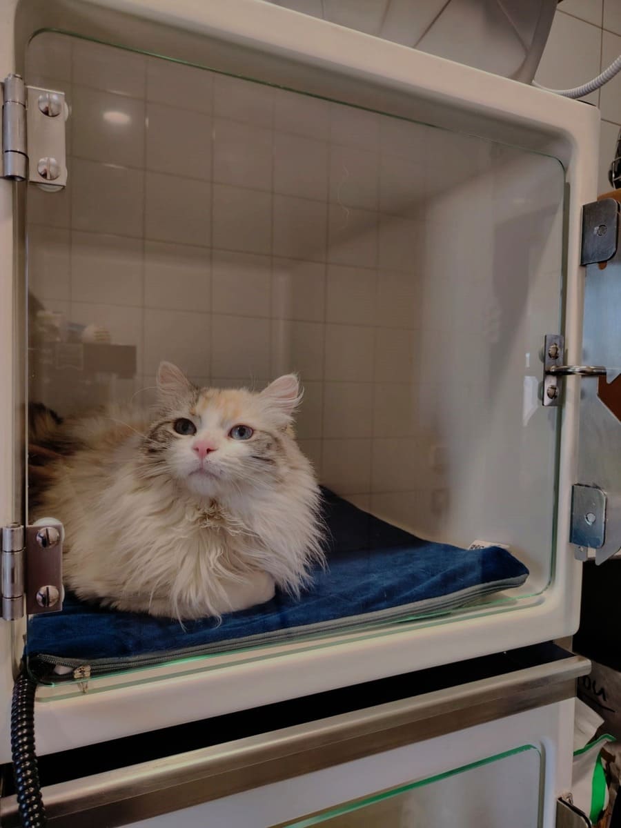 Hospitalisation animalière